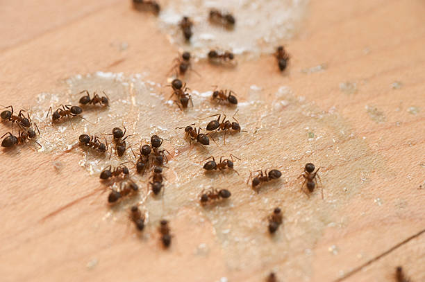 Best Pest Prevention Services  in South Barrington, IL