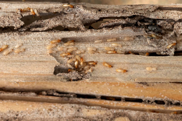 Best Bed Bug Extermination  in South Barrington, IL